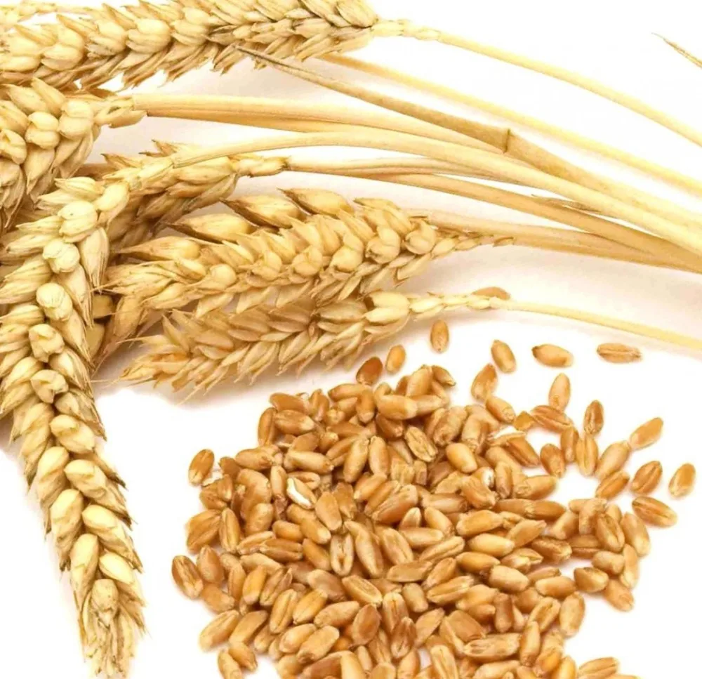 Замените пшеничные зерна. Пшеница дурум. Пшеница зерно. Семечко пшеницы. Пшеница семенная.