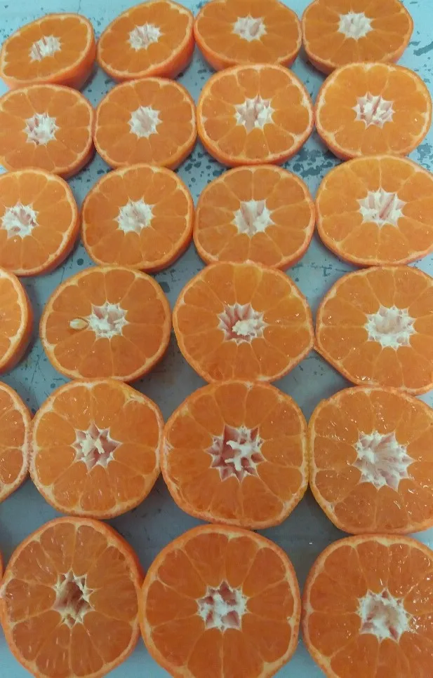 
HIGH QUALITY CLEMENTINE FRUIT HONEY NADARCOTT MANDARIN FOR WHOLESALE 