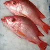Frozen Red Sea Bream Fish Fillet