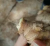 VIETNAM FRESH GINGER GOOD QUALITY
