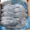 Premium Grade 1 Frozen Red Snapper Fish , Tuna fish canned tuna exporter From Thailand