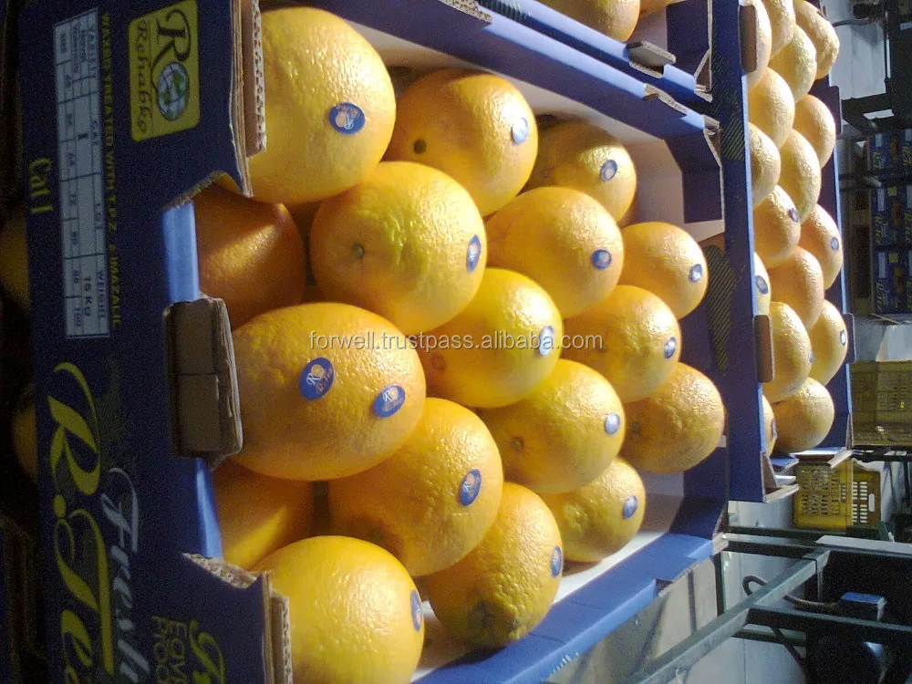 
VERY sweet FRESH oranges exporting to Russia market 