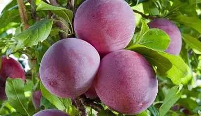 
Hot Selling High Quality Sweet Laetitia Black Red Plums For Wholesale 