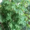 BEST SELLER!!! OFFER VIETNAM FROZEN BITTER LEAVES WITH EXPORT STANDARD PRICE