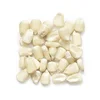 Yellow Corn & White Corn/Maize for Human & Animal Feed FOR SALE
