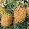 ORIGINAL FRESH WHOLE PINEAPPLE FOR SALE