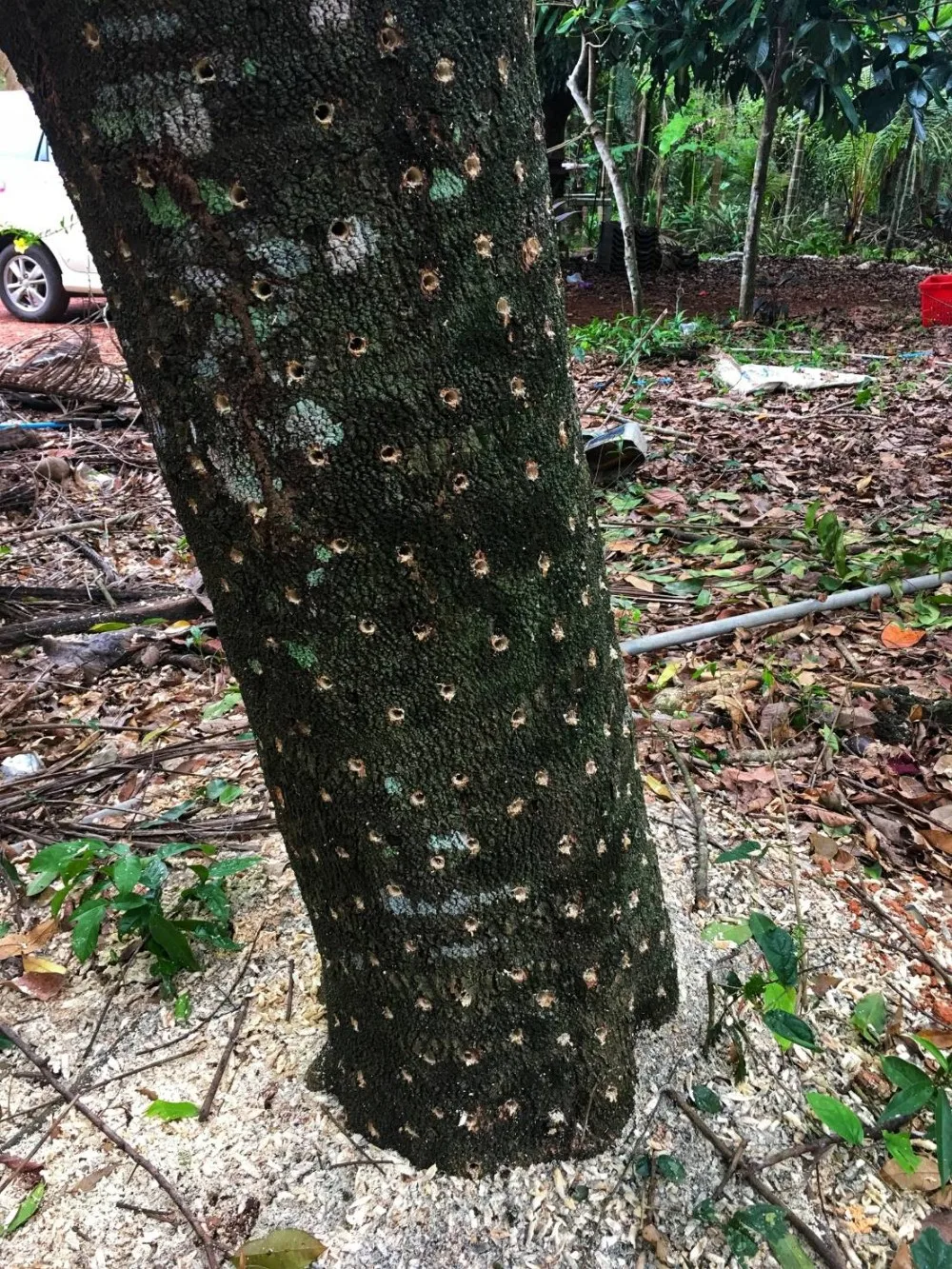 Agarwood/aloeswood/eaglewood/gaharu/oud,Oudh Oil 100 High Quality