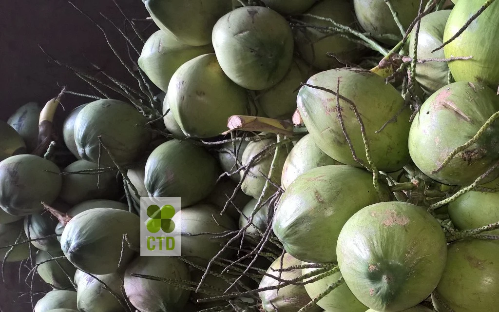 Fresh Coconut_CTD Int (1).jpg