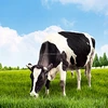 Energy Source for Ruminants to improve milk production, quality & increase fertility