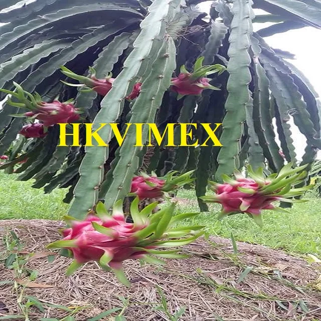 a.jpg