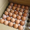 Fresh Chicken Brown / White Eggs Direct Factory Supply