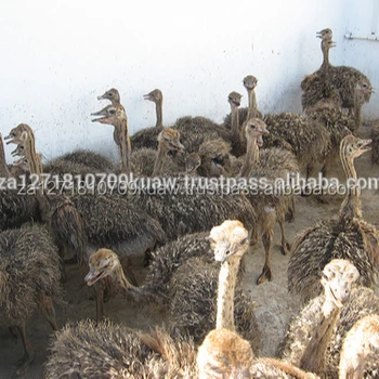 Harga Murah Anak Anak Burung Unta Internasional Petani Berkualitas