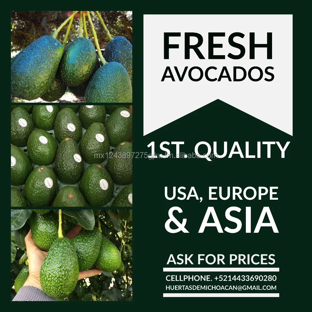 fresh hass avocado from mexico