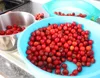 Cherries