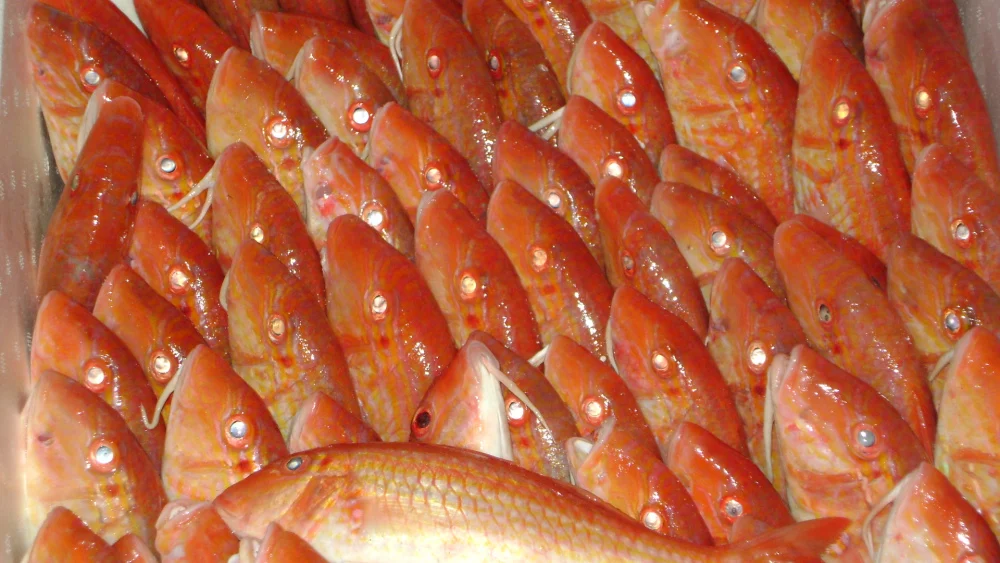 frozen red mullet.