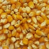 Dried Yellow Corn for animal feed