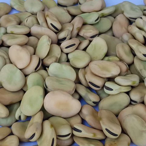 
broad beans 