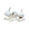 Bulk Supply Organic Fresh Garlic at Lowest Price