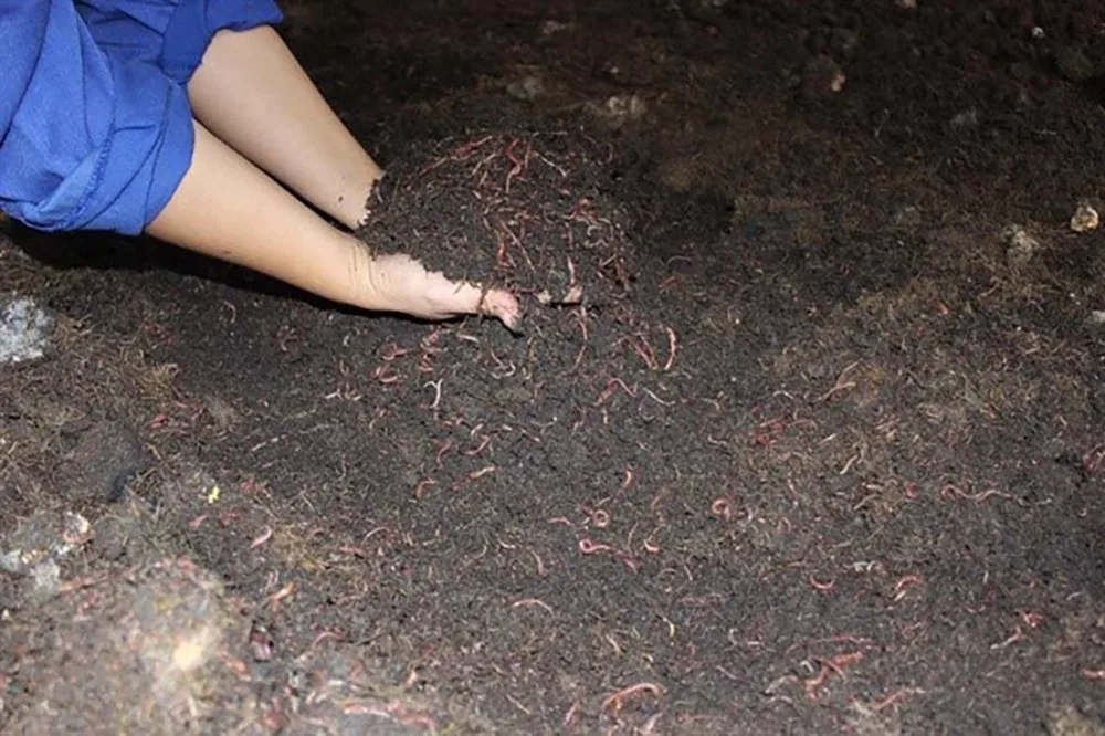 Wholesale Earthworms Fertilizer From Vietnam Buy