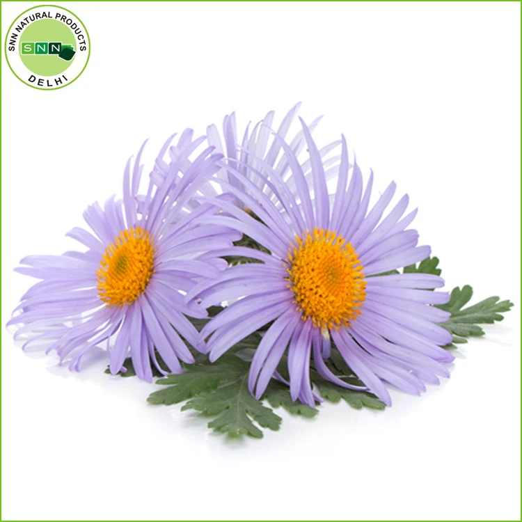 Chamomile Blue Oil.jpg