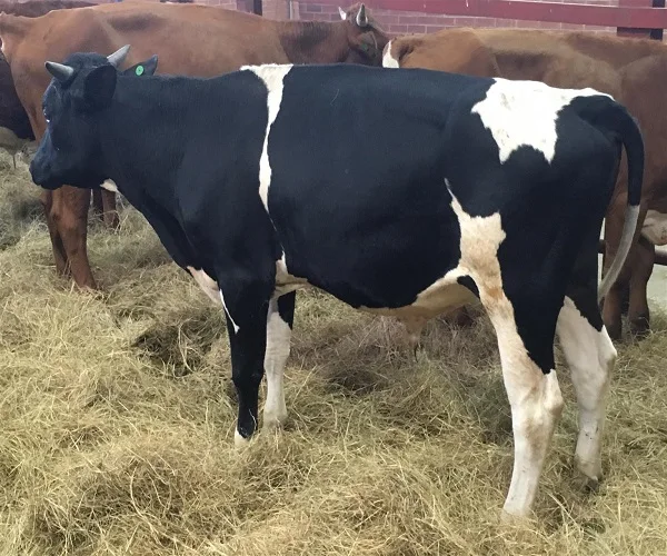 
High Quality Live Dairy Cows / Pregnant Holstein Heifers 