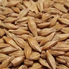 Agricultural grain barley, dried barley, sweat tasty barley/ fresh barley/ barley grain Organic and Healthy Approved