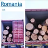 Oak/Beech Saw Logs