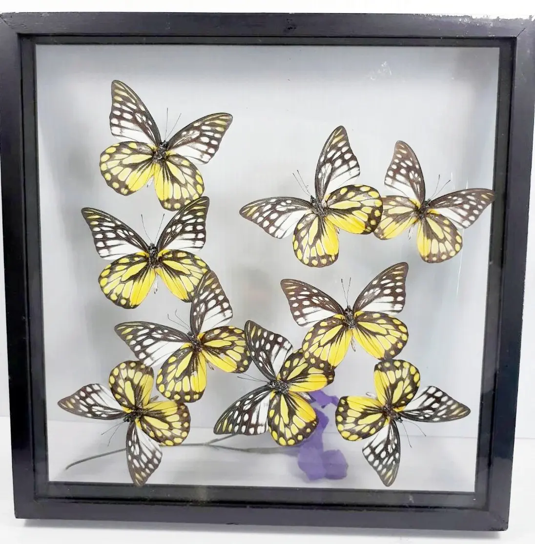 Коллекция в акриле бабочки
