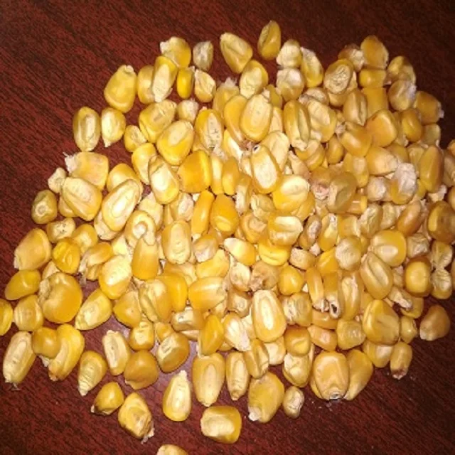 yellow maize copra.jpg