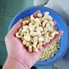 ORGANIC HEALTHY DRIED CASHEW KERNELS WW320