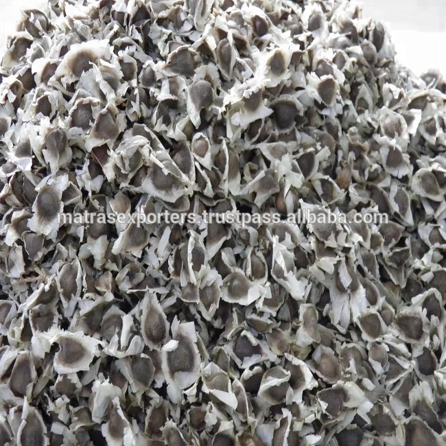 Moringa-Seeds-for-Sale.jpg
