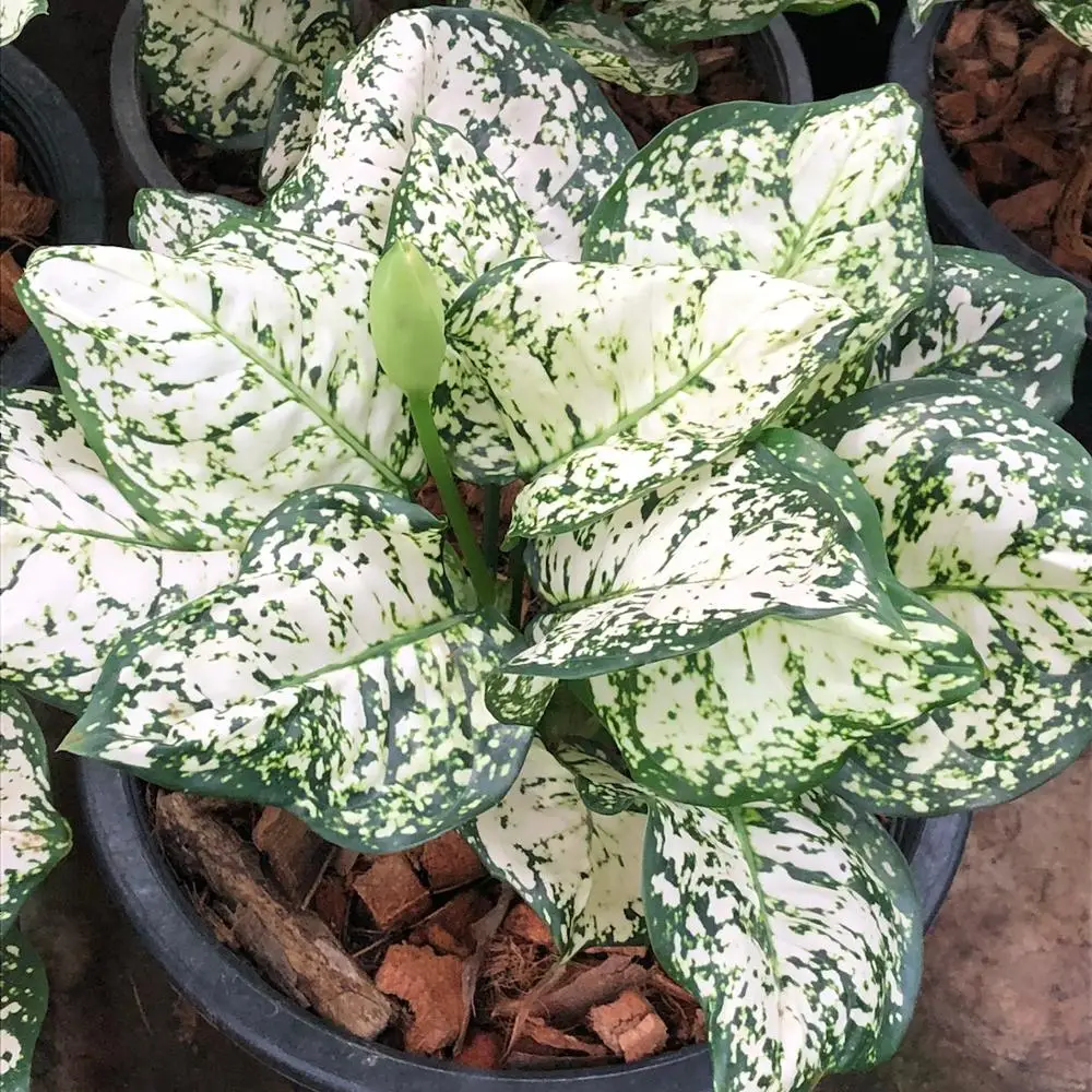
Wholesale Aglaonema Pot Plant in Thailand Best Price Try us!! 