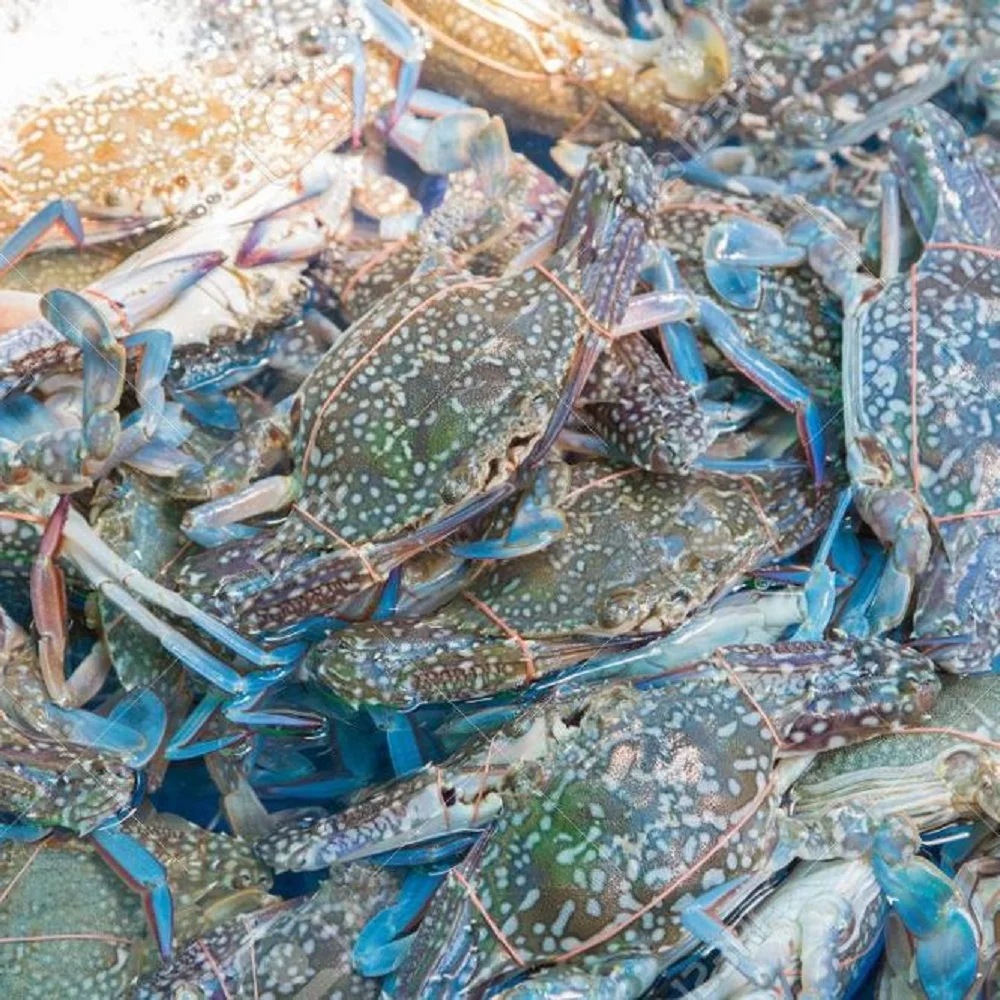 good taste wholesale frozen blue swimming crab for sale