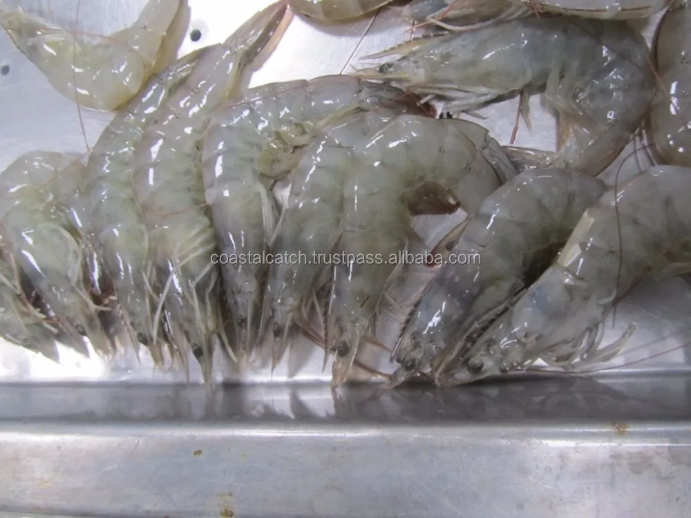 
VANNAMEI SHRIMPS HEAD ON SHELL ON FARM FRESH 