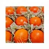 Fresh Indian Orange / Export Quality Indian Orange / Quality Orange For Sale