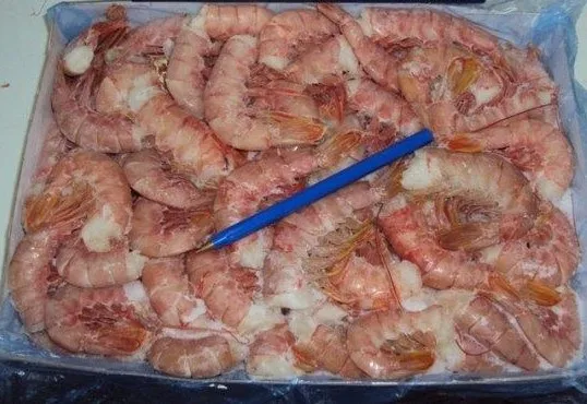 
ARGETINIAN RED SHRIMP (PLEOTICUS MUELLERI) 