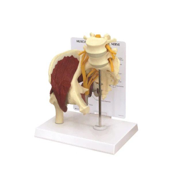 Muscled-Hip1.jpg