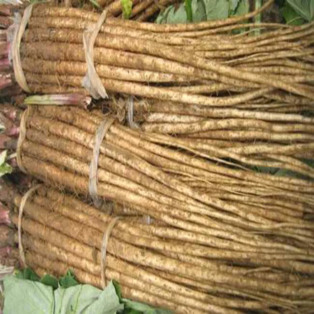 Wholesale-fresh-burdock.jpg
