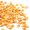 High Quality Non GMO Dried White Corn, Dried Yellow Corn, Maize