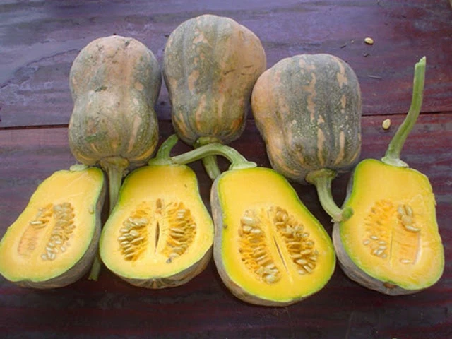
Yellow Pumpkin - Frozen Pumpkin/ WHATSAPP +0084 845639639 