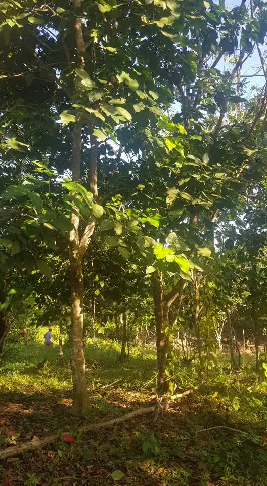 
Own or Lease Cool Climate Land in Cavite Philippines near Tagaytay 