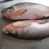 /product-detail/frozen-rohu-fish-available-50041031566.html