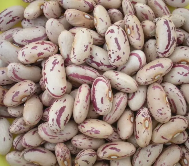 high quality sugar beans / speckled beans/ borlotti beans