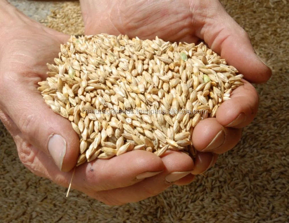 Barley-SeedS.jpg
