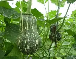 
Yellow Pumpkin - Frozen Pumpkin/ WHATSAPP +0084 845639639 