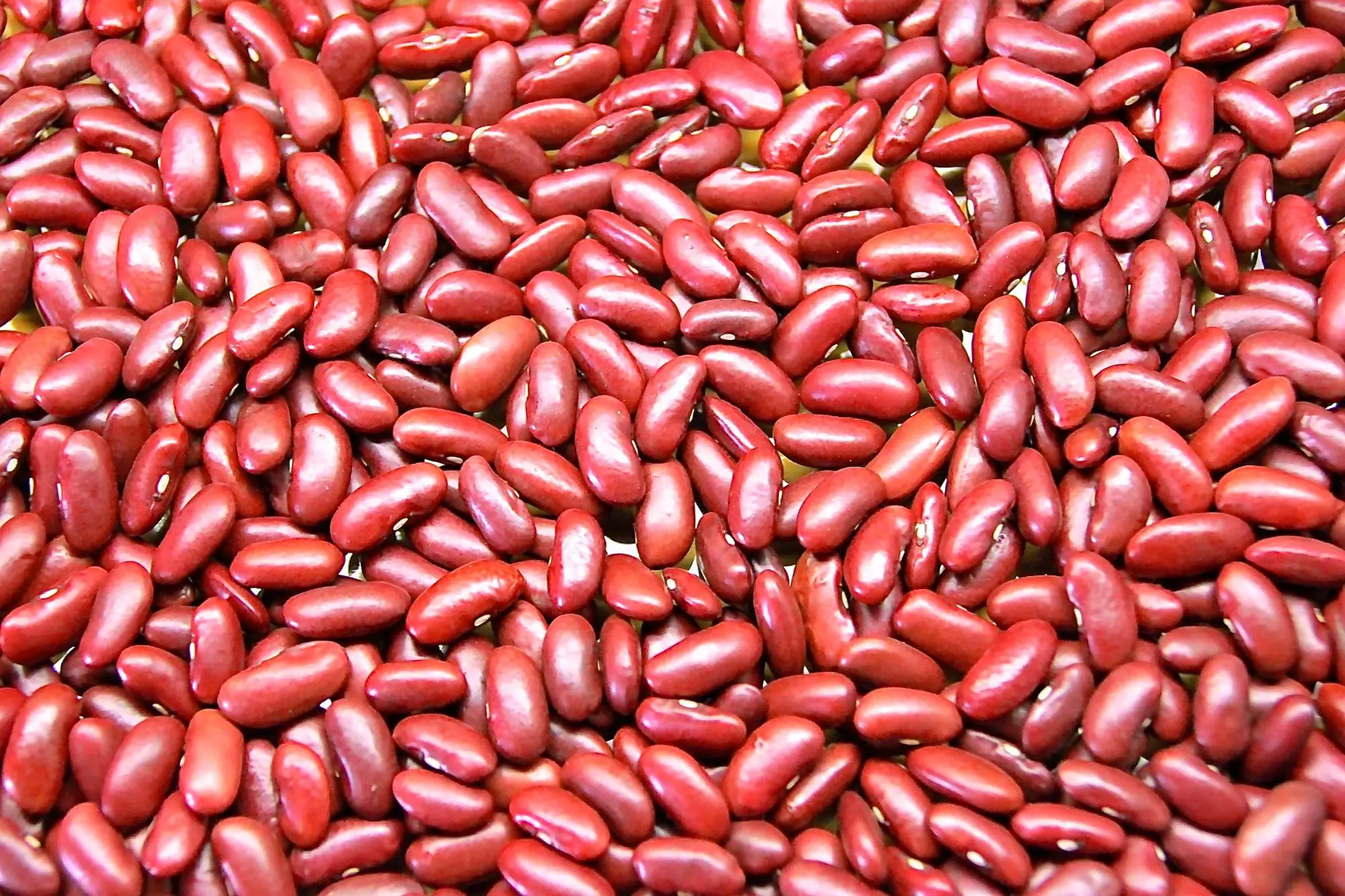 all industries agriculture beans kidney beans nutrition