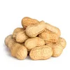 Red peanut,blanched peanut kernels,Bold Peanuts Blanched Peanuts Java Peanuts Raw Peanuts Kernel / Raw Peanut in Shell