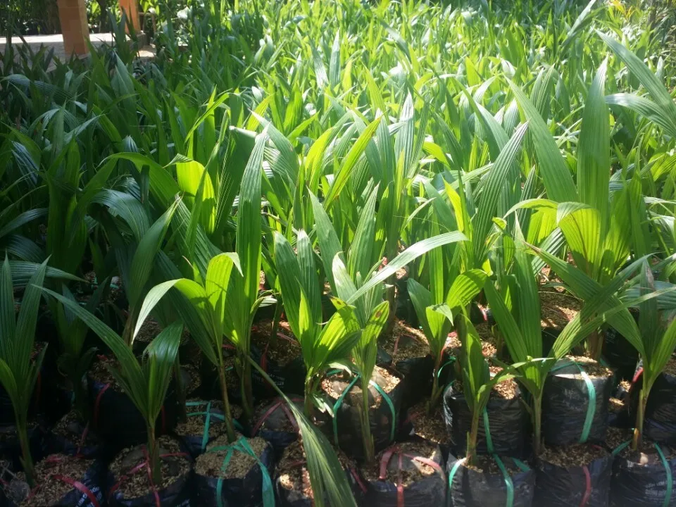 Coconut Seedling For Sale/coconut Seedling/vietnam Coconut Seedling ...