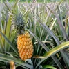 Fresh Pineapples