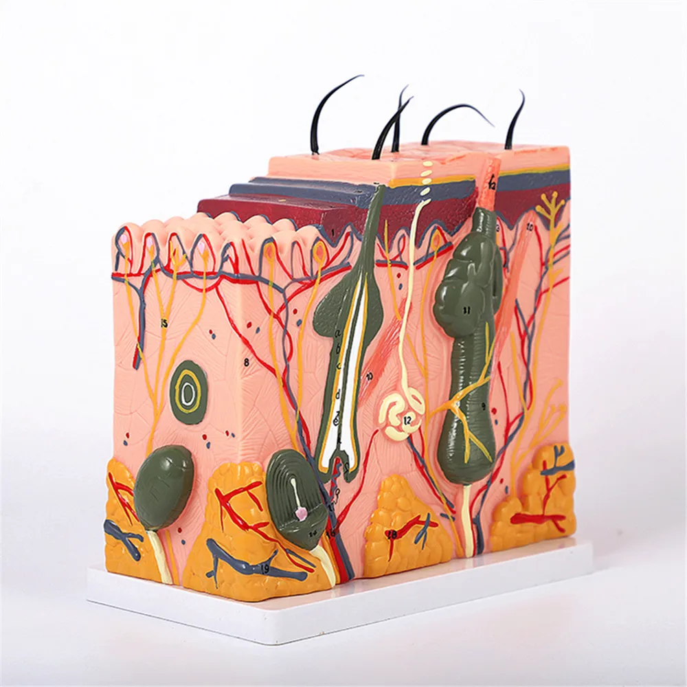 

Skin Enlargement Model Tissue Hierarchical Structure Cosmetic Medical Structure Mold, Skin color